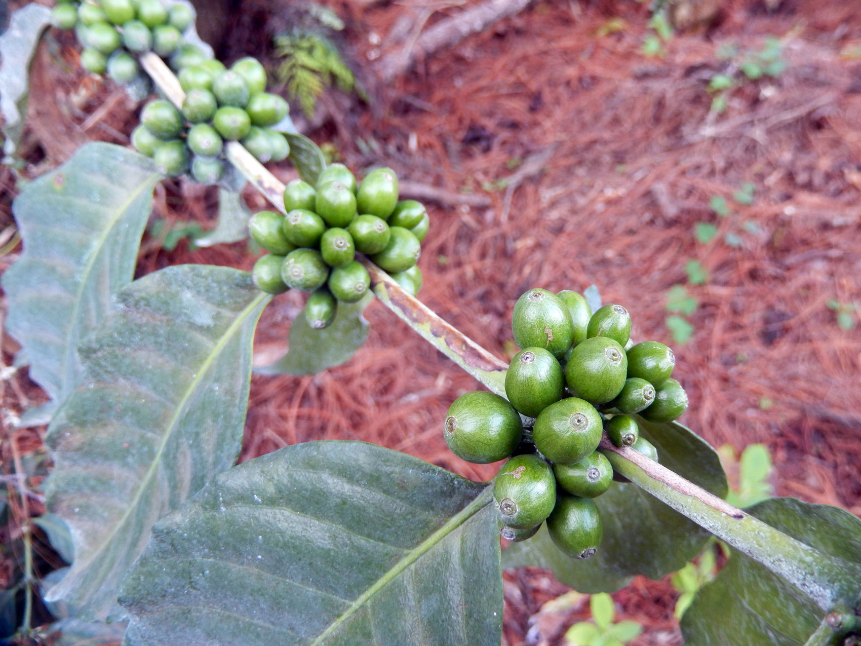 plants