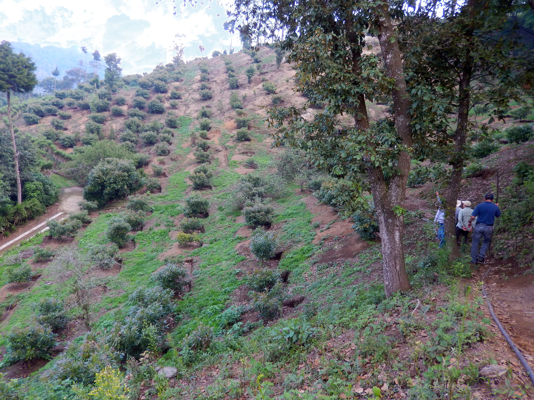 hill