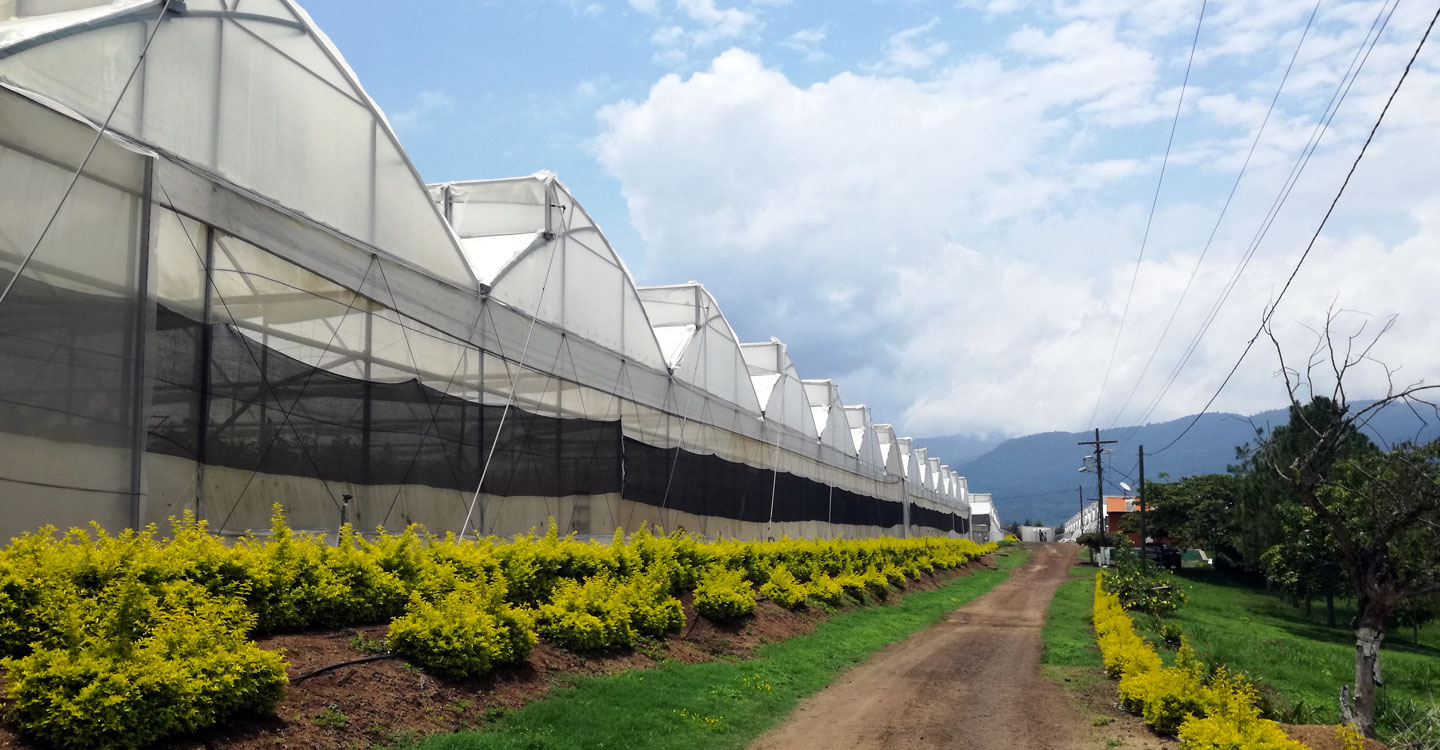 agriculture