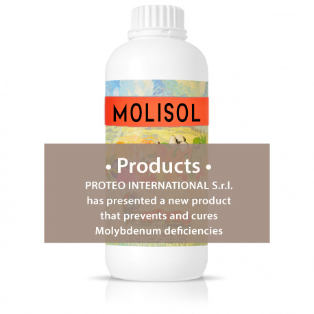 molisol%20ing.jpg